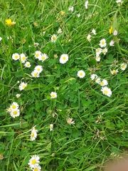 Bellis perennis