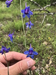 Delphinium treleasei