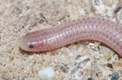 Rena humilis cahuilae