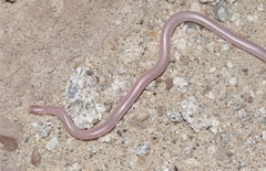 Rena humilis cahuilae