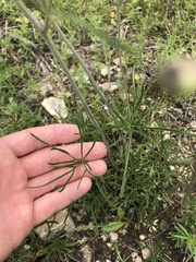 Delphinium treleasei