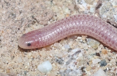 Rena humilis cahuilae