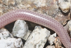 Rena humilis cahuilae