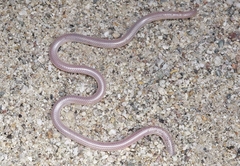 Rena humilis cahuilae