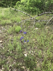 Delphinium treleasei