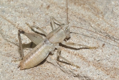 Ateloplus notatus