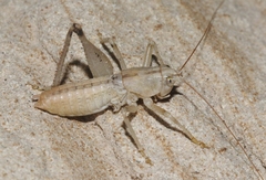 Ateloplus notatus