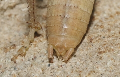 Ateloplus notatus
