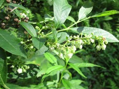 Lyonia ligustrina