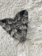 Catocala jair