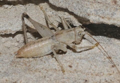 Ateloplus notatus