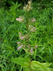 Penstemon calycosus