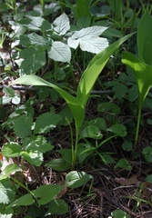 Convallaria majalis