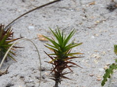 Cyperus pedunculatus image