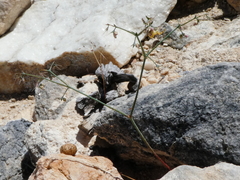 Acanthoscyphus parishii