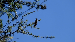 Aglaeactis cupripennis