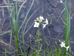 Cardamine dentata