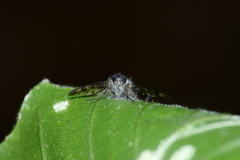 Furia ithacensis