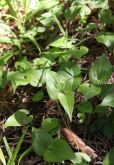 Maianthemum bifolium