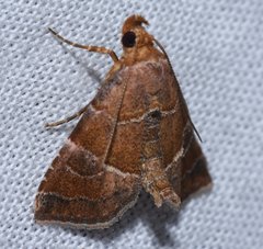 Cecharismena cara