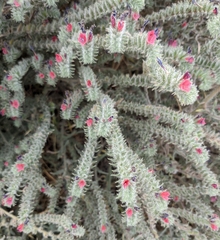 Echium angustifolium