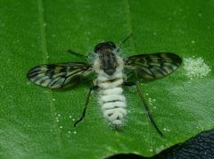 Furia ithacensis