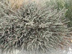 Echium angustifolium