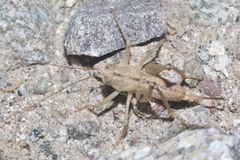 Ateloplus notatus