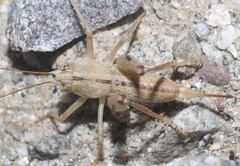 Ateloplus notatus