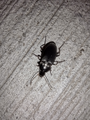 utekáčik poľný (Calathus fuscipes)