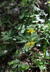 Anemonoides ranunculoides