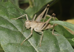 Ateloplus notatus