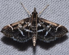 Diasemiodes janassialis
