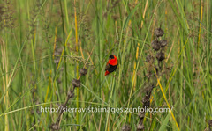 Euplectes franciscanus