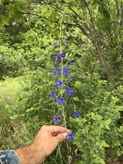 Delphinium treleasei