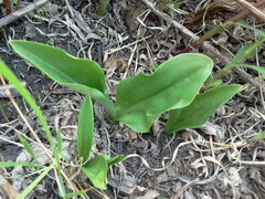 Galearis spectabilis