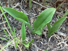 Galearis spectabilis