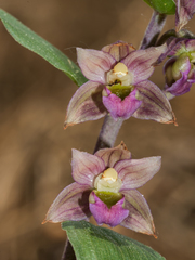 Epipactis helleborine tremolsii