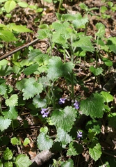 Glechoma hederacea