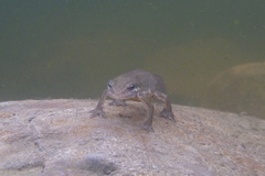 Lissotriton lantzi