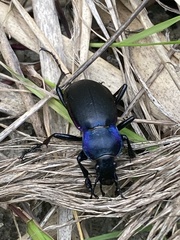 Carabus violaceus