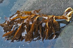 Lessonia trabeculata