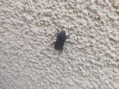 Dorcus parallelipipedus