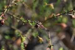 Fumana ericifolia
