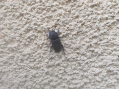 Dorcus parallelipipedus