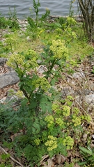 Thaspium chapmanii