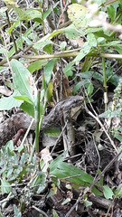 Mesotes strigatus