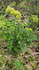 Thaspium chapmanii