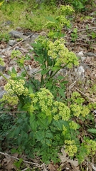Thaspium chapmanii