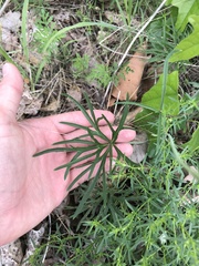 Delphinium treleasei